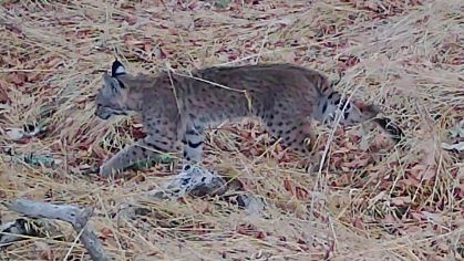 Bobcat thumb
