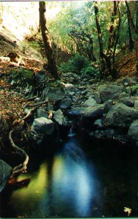 Pool of water in Adobe Creek
