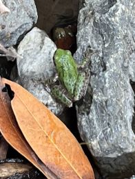 Frog thumbnail