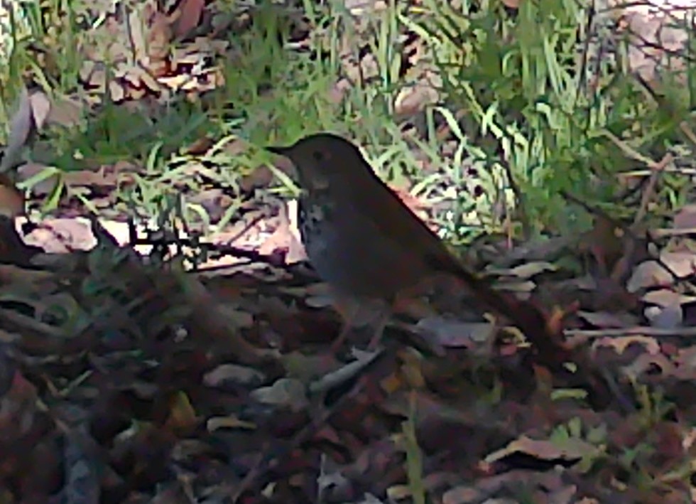 Northern flicker on Lafferty Ranch