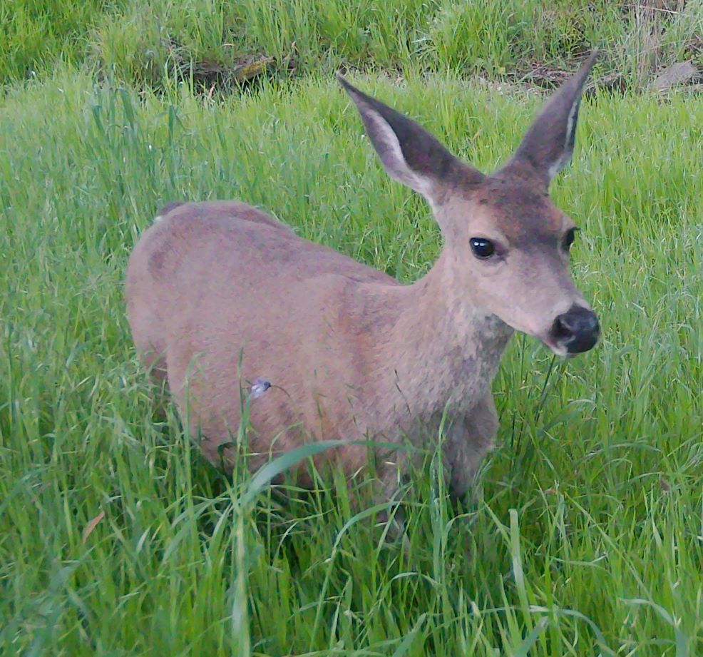 Deer close up