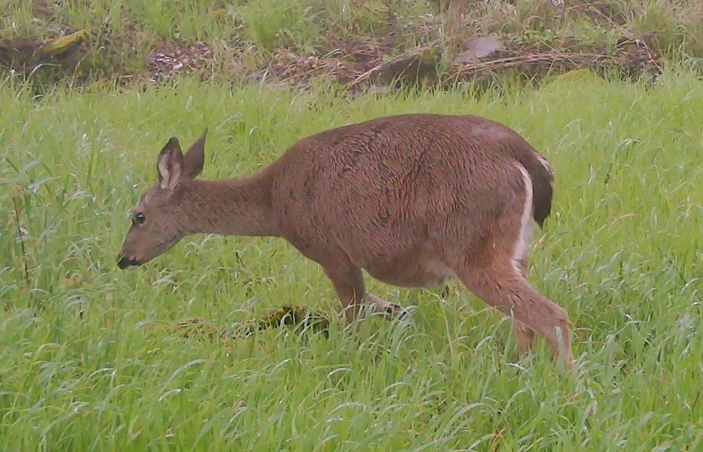 Pregnant doe