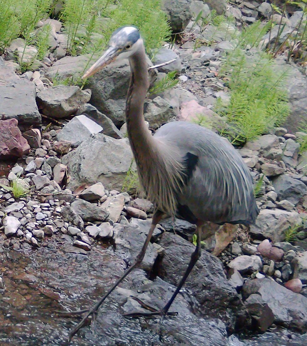 Great Blue Heron