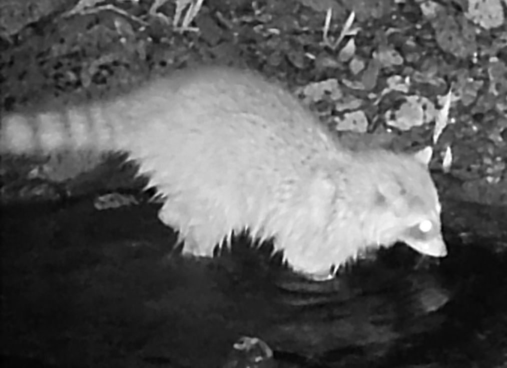 Raccoon in creek