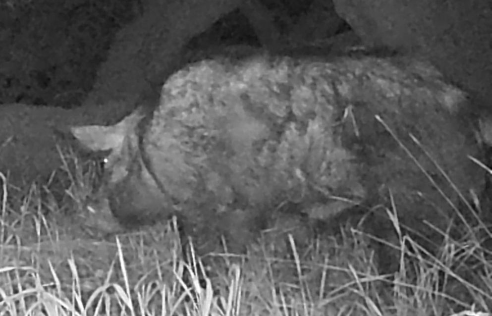 Feral boar
