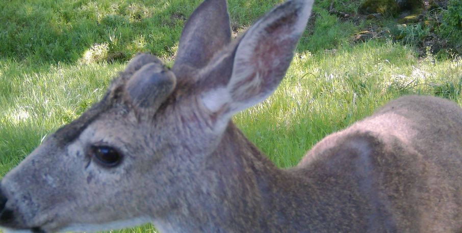Blacktail buck