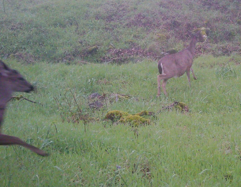 Blacktail does