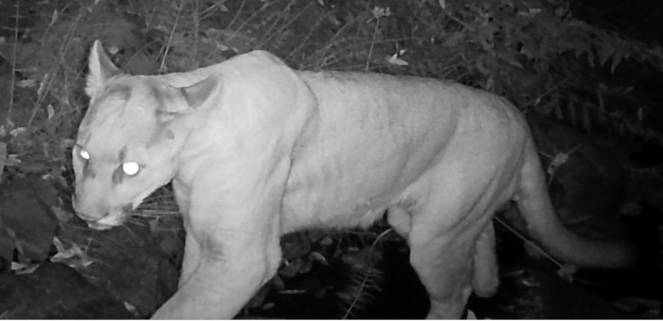 Mountain lion