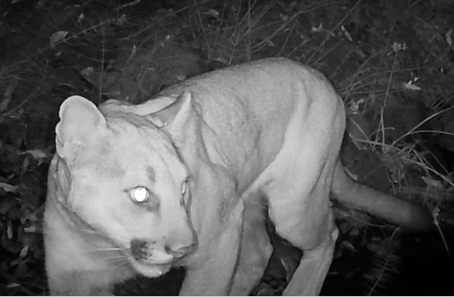 Mountain lion. cougar, puma