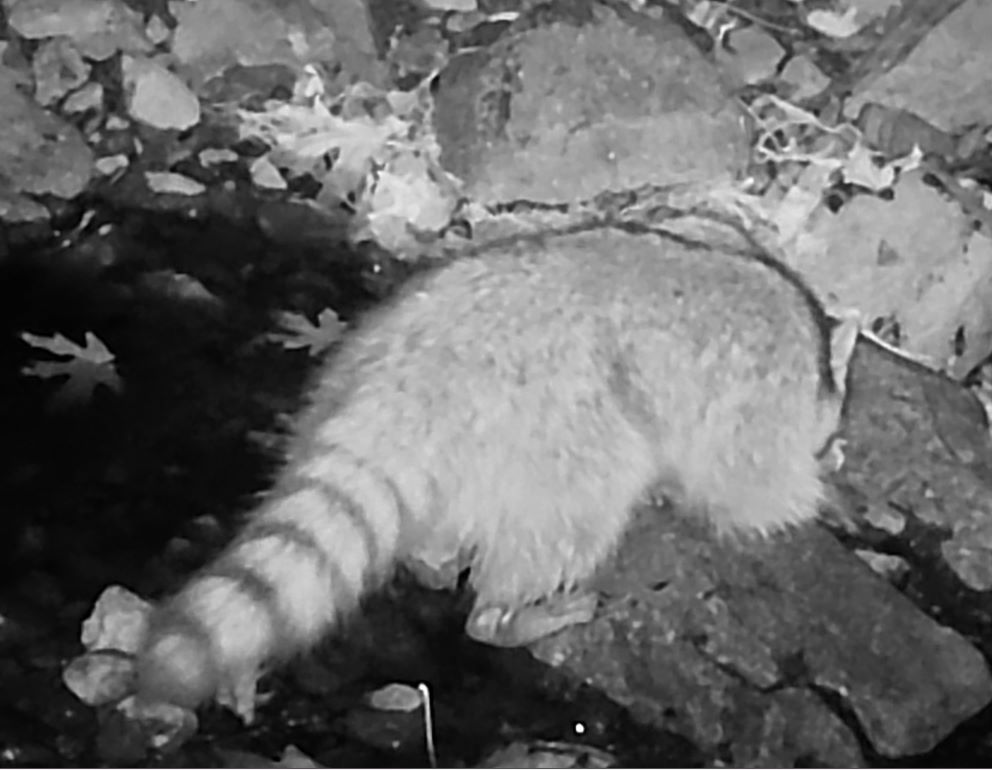 Raccoon