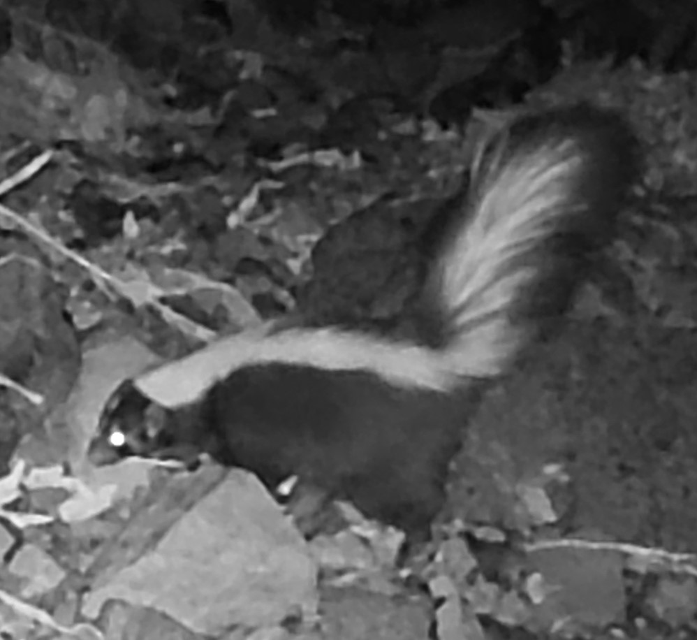 Skunk