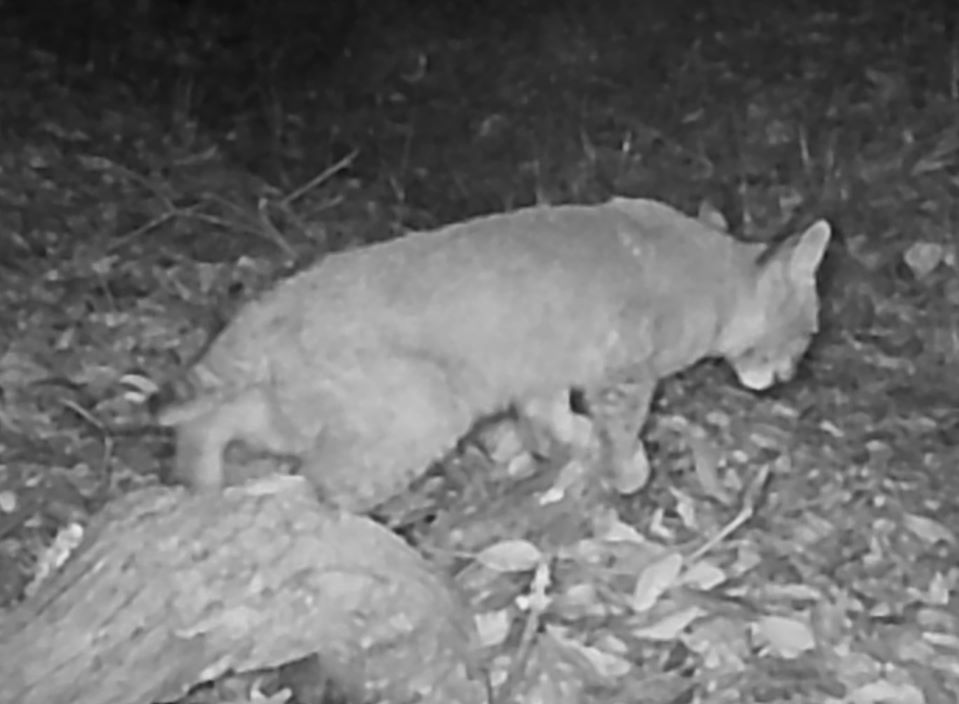 c2bobcat