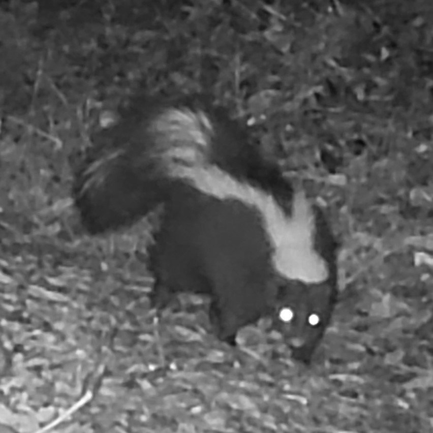 Skunk
