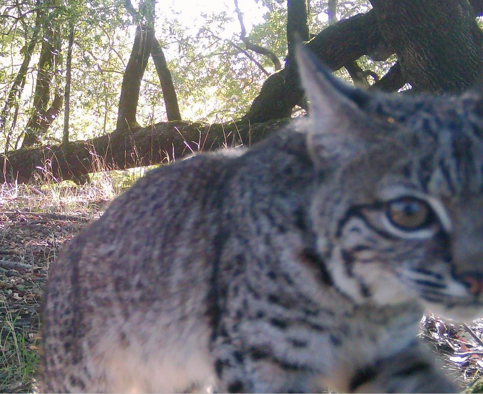 Bobcat face