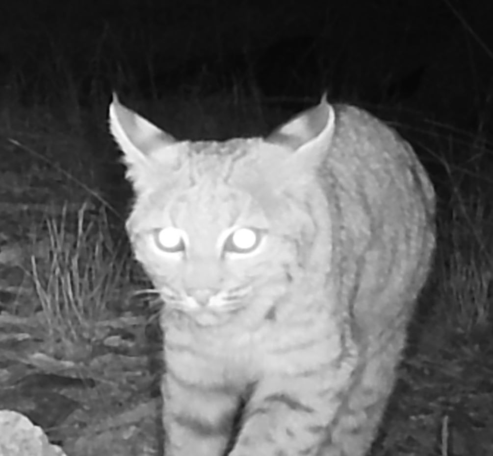 Bobcat