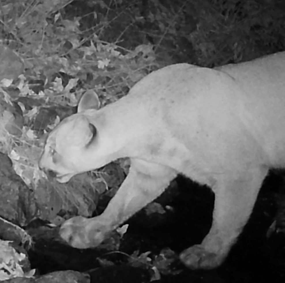 Mountain lion