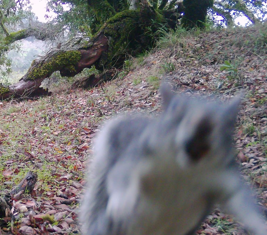 Gray squirrel