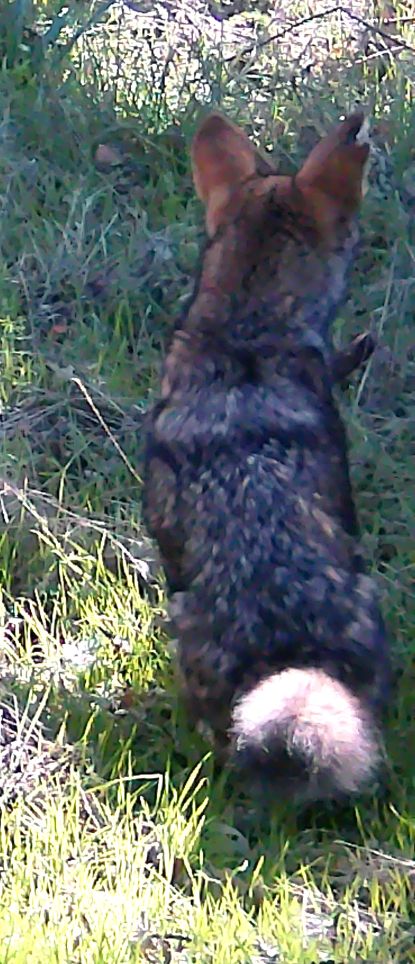 Coyote