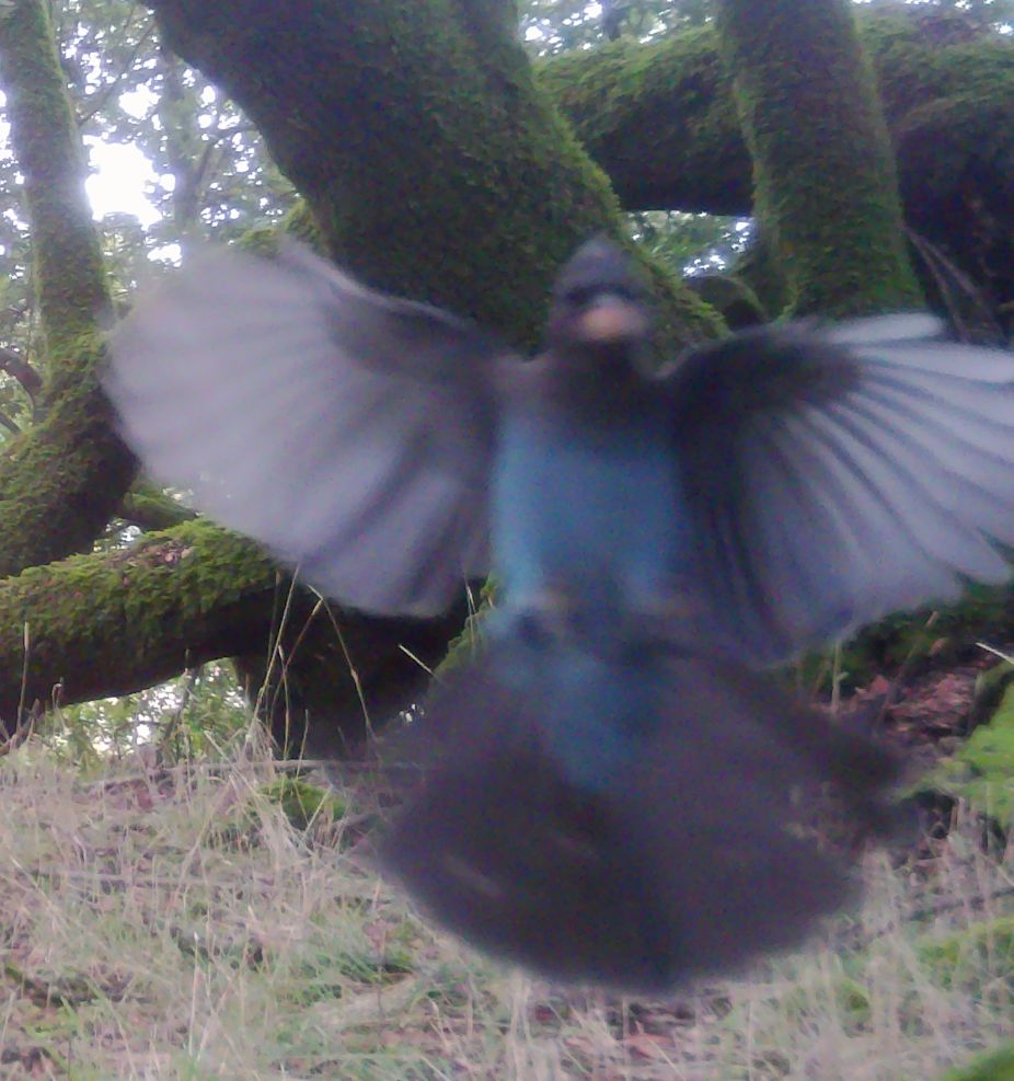 Stellars jay