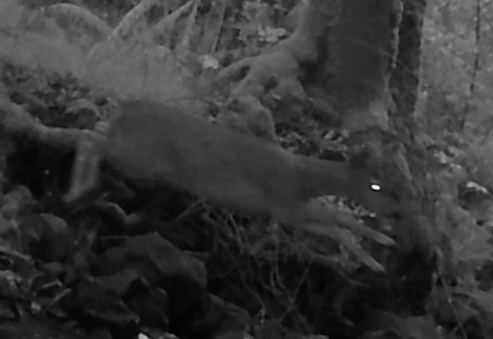 Leaping deer