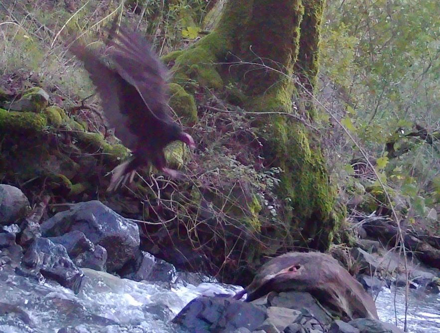 Turkey vulture with deer carcass