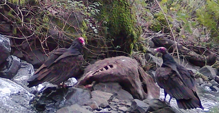 Two turkey vultures