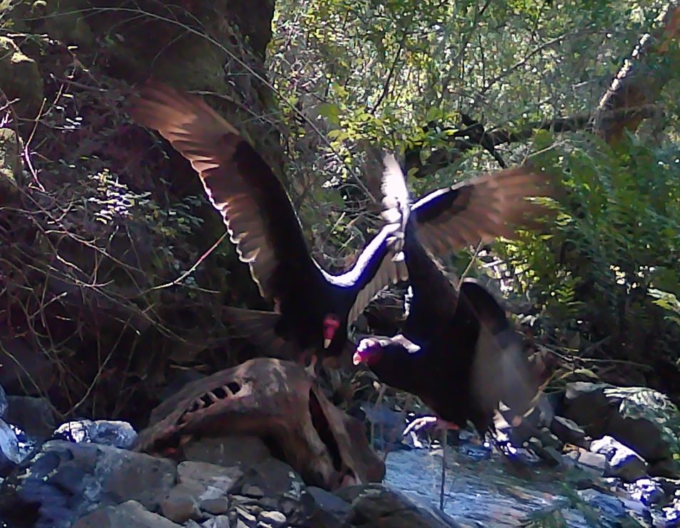 Turkey vultures