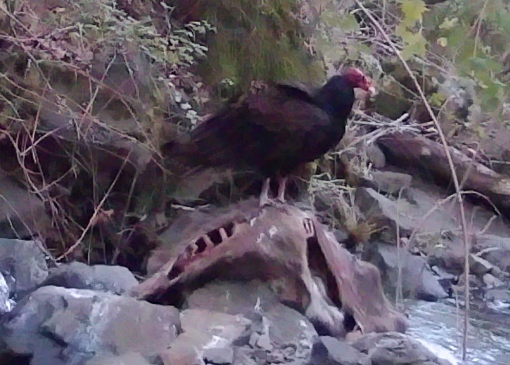 More vultures