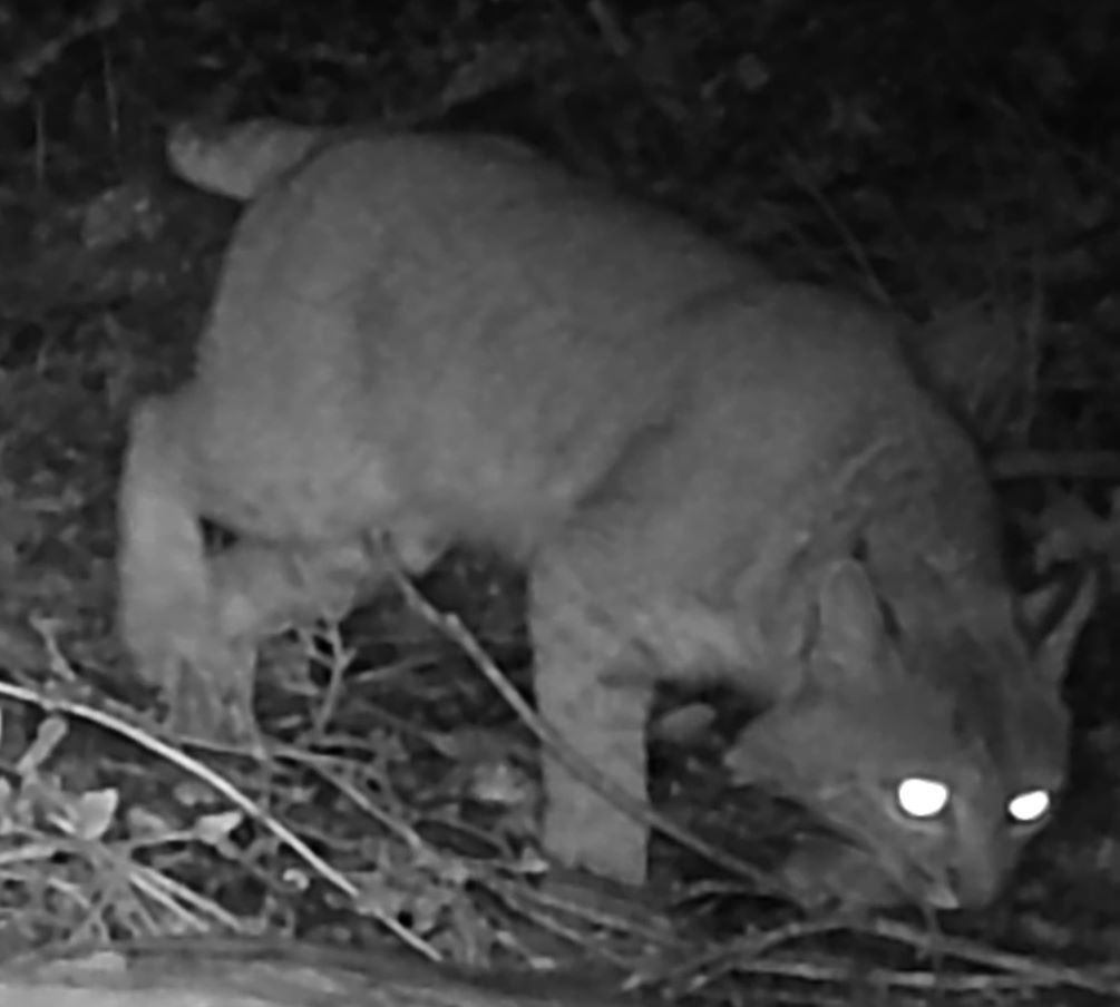 Bobcat at night