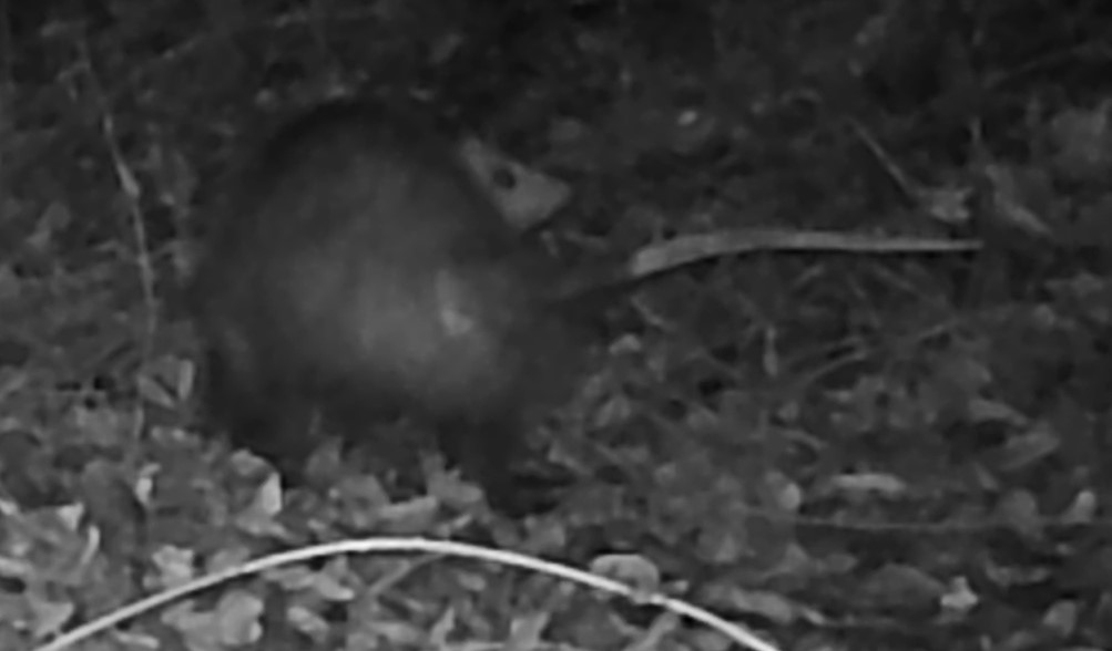Opossum at night
