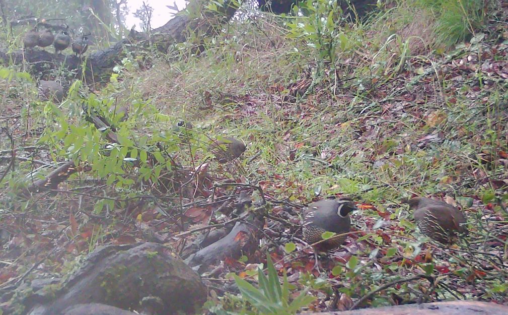 Covey of quail