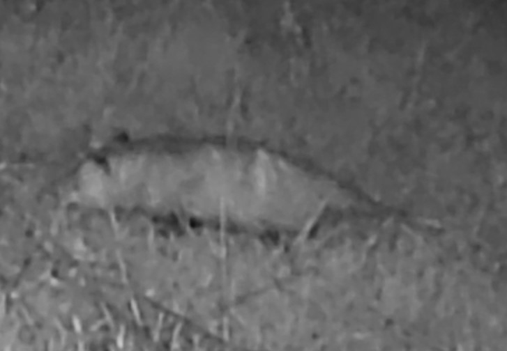 Opossum in grass
