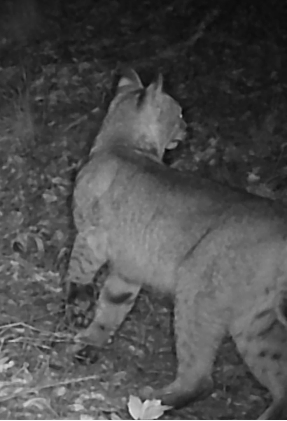 Adult bobcat