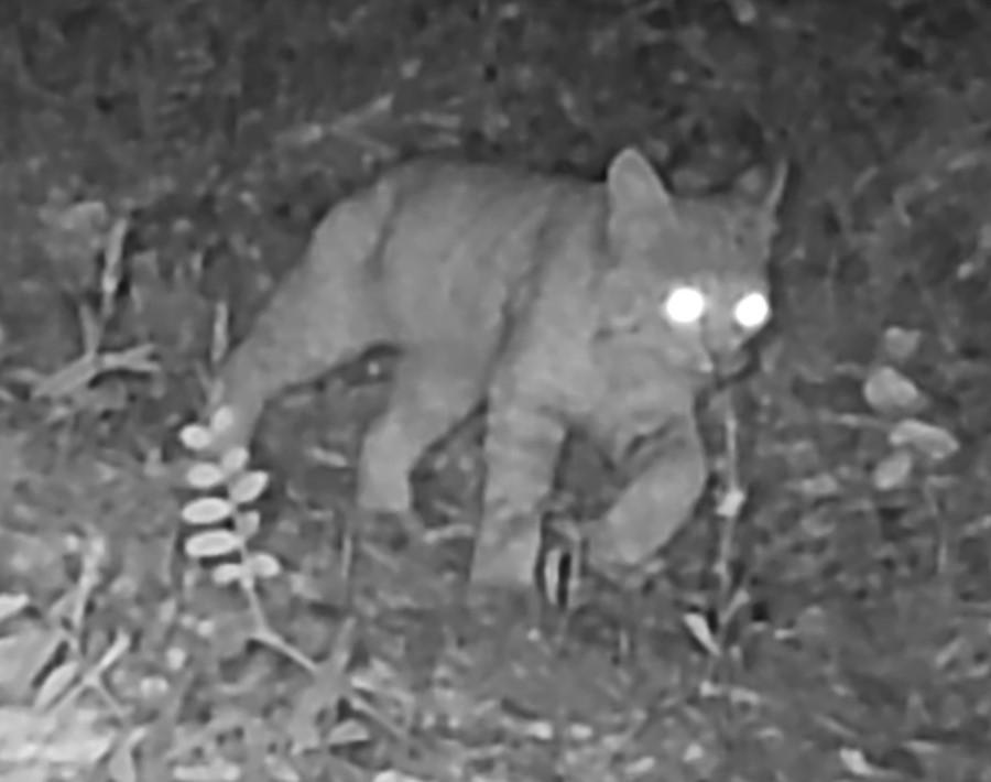 Young bobcat