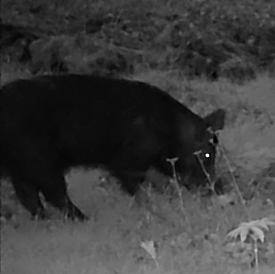 Feral hog