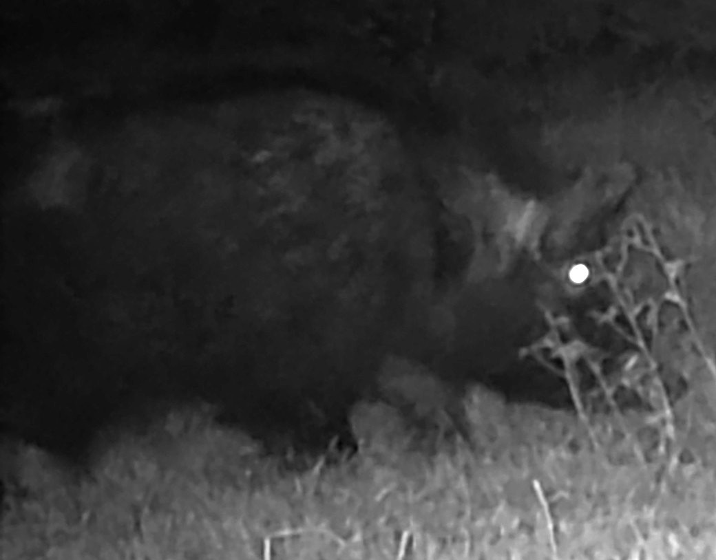 Feral boar