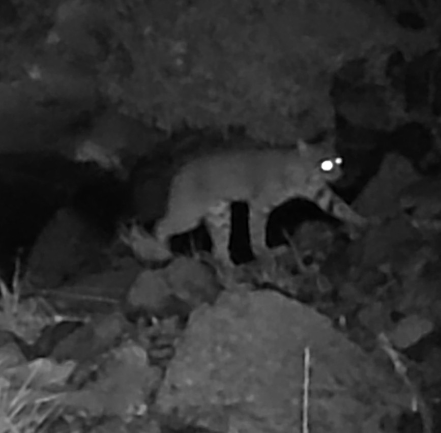 Bobcat