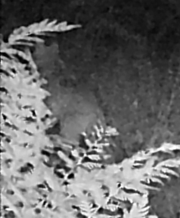 Big cat at night