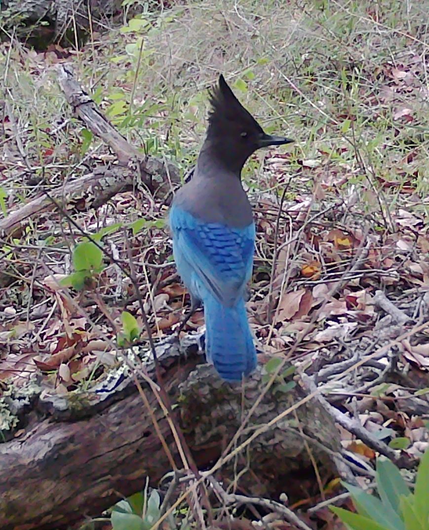 Steller's jay