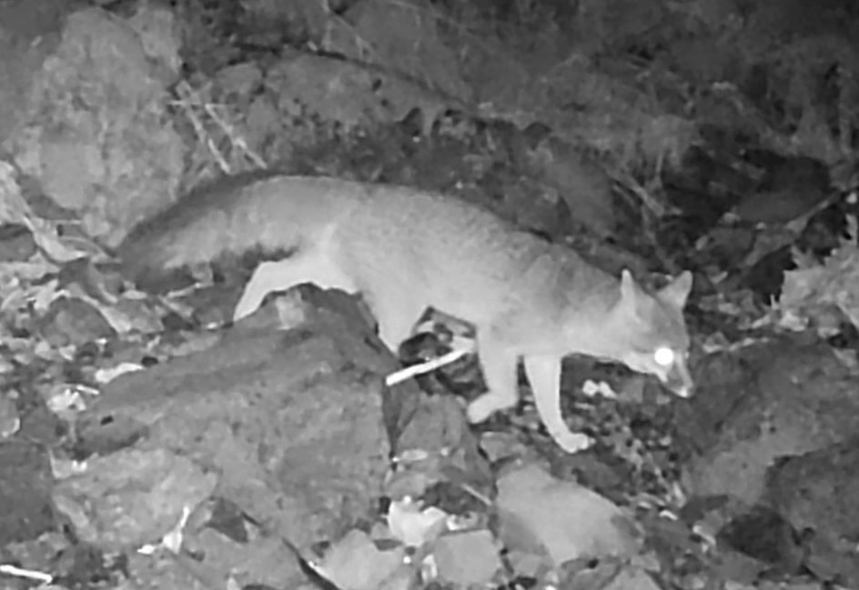 Gray fox