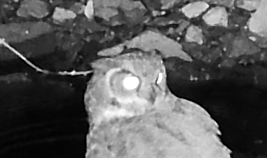 Great Horned Owl