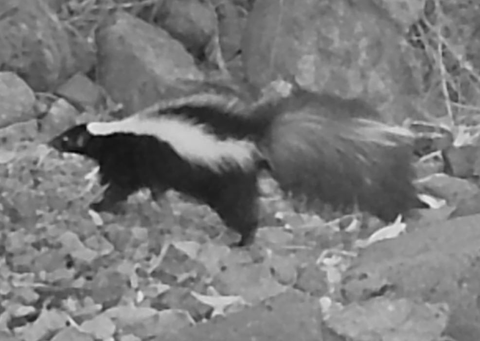 Skunk