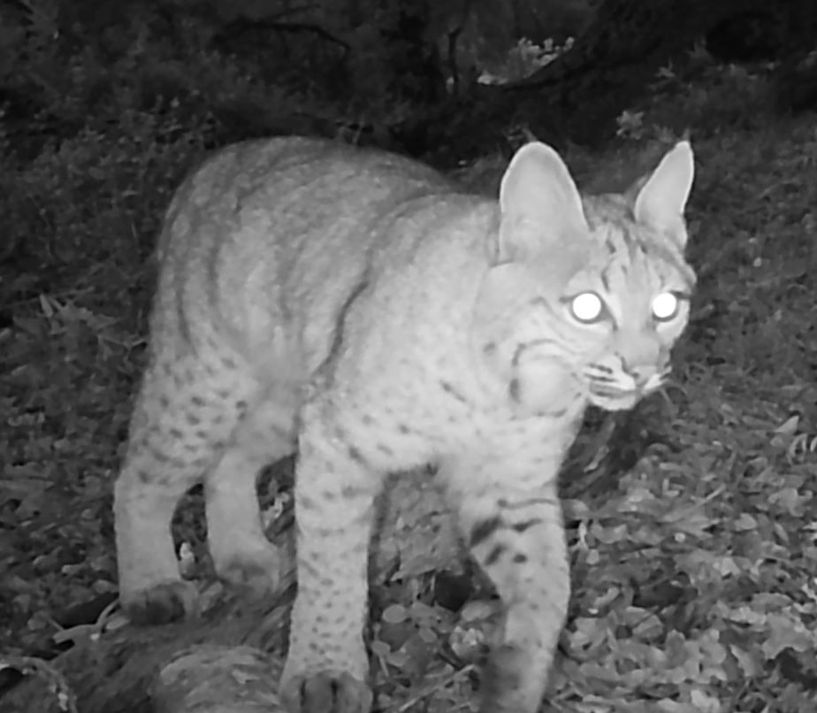 Bobcat