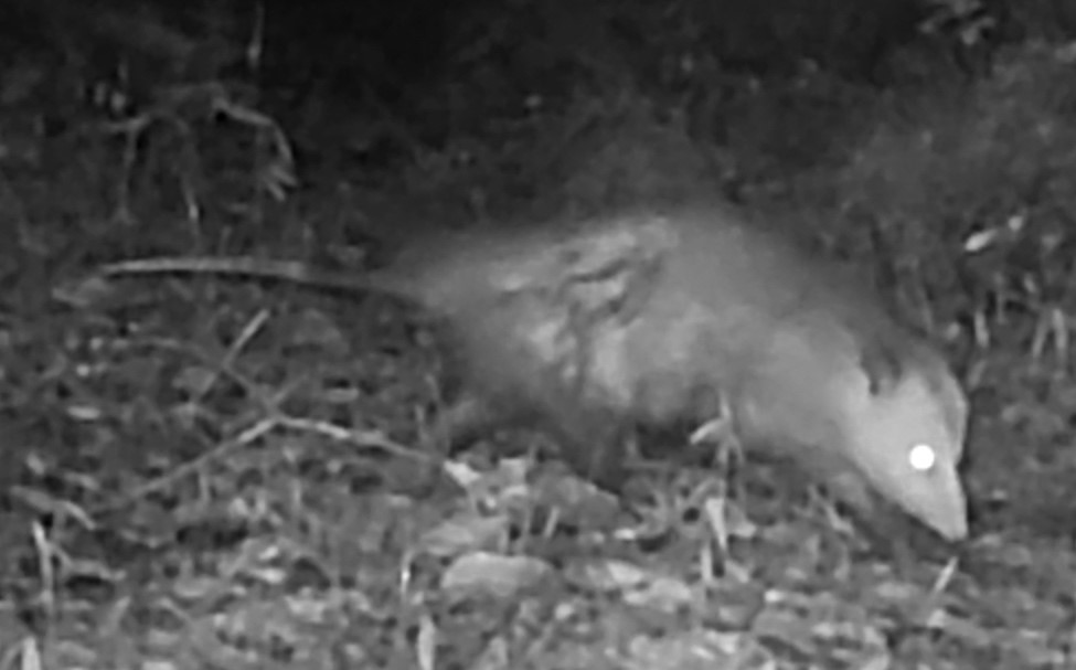 Opossum