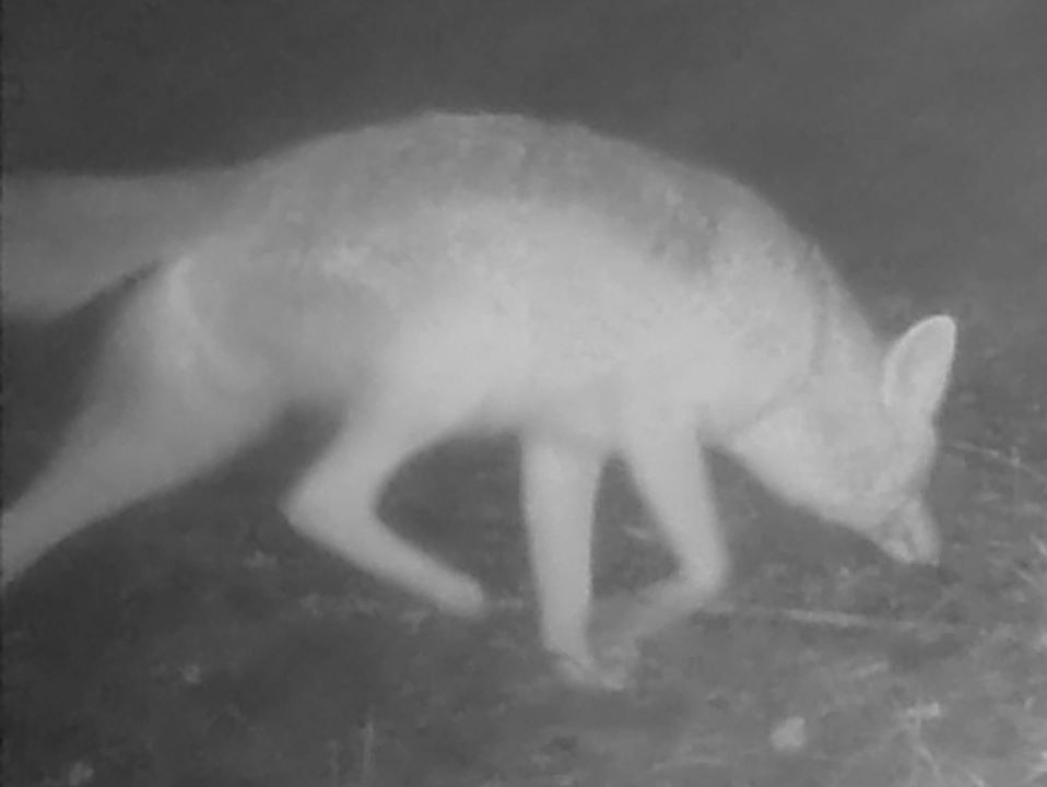Coyote at night
