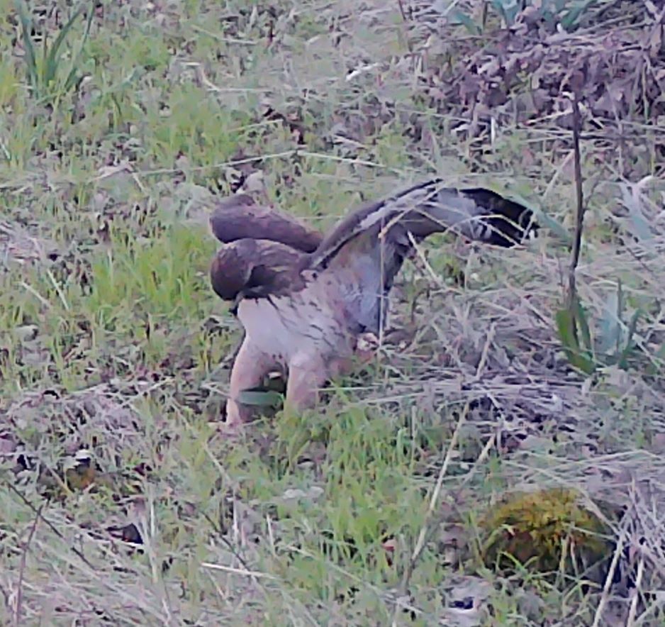 Redtail hawk