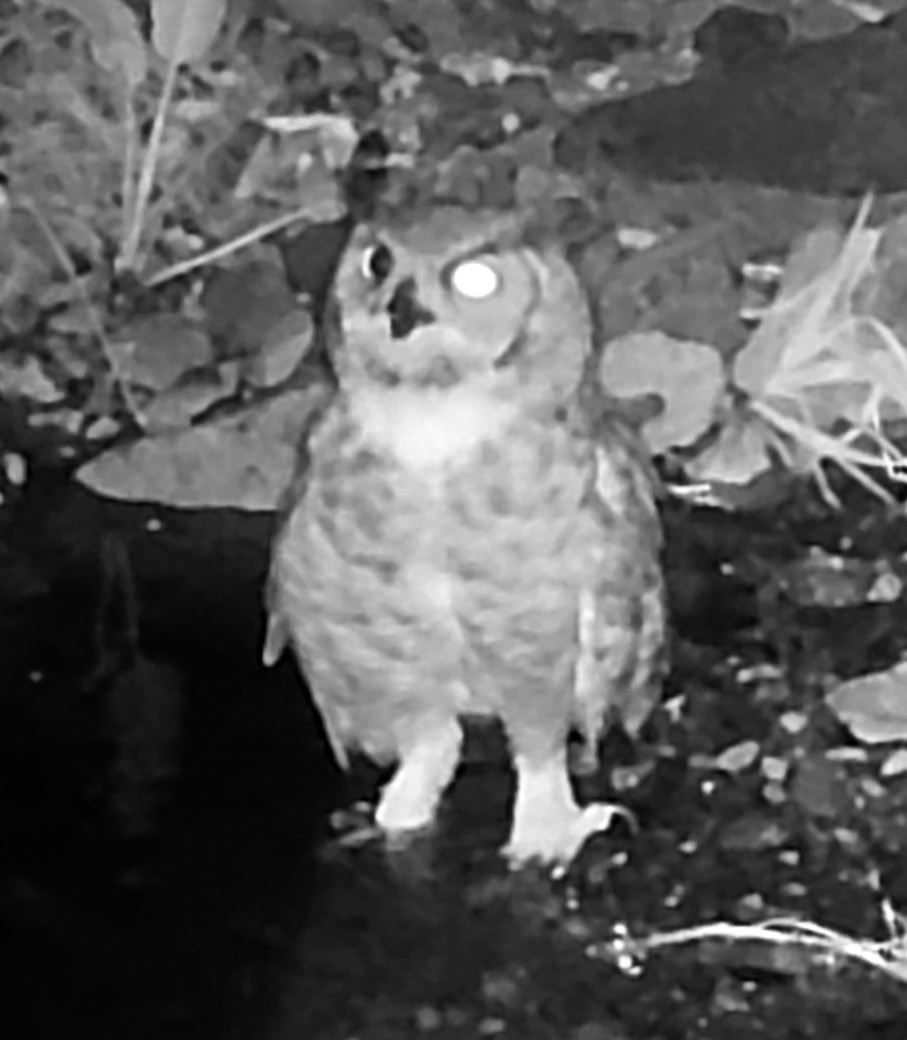 Great horned owl