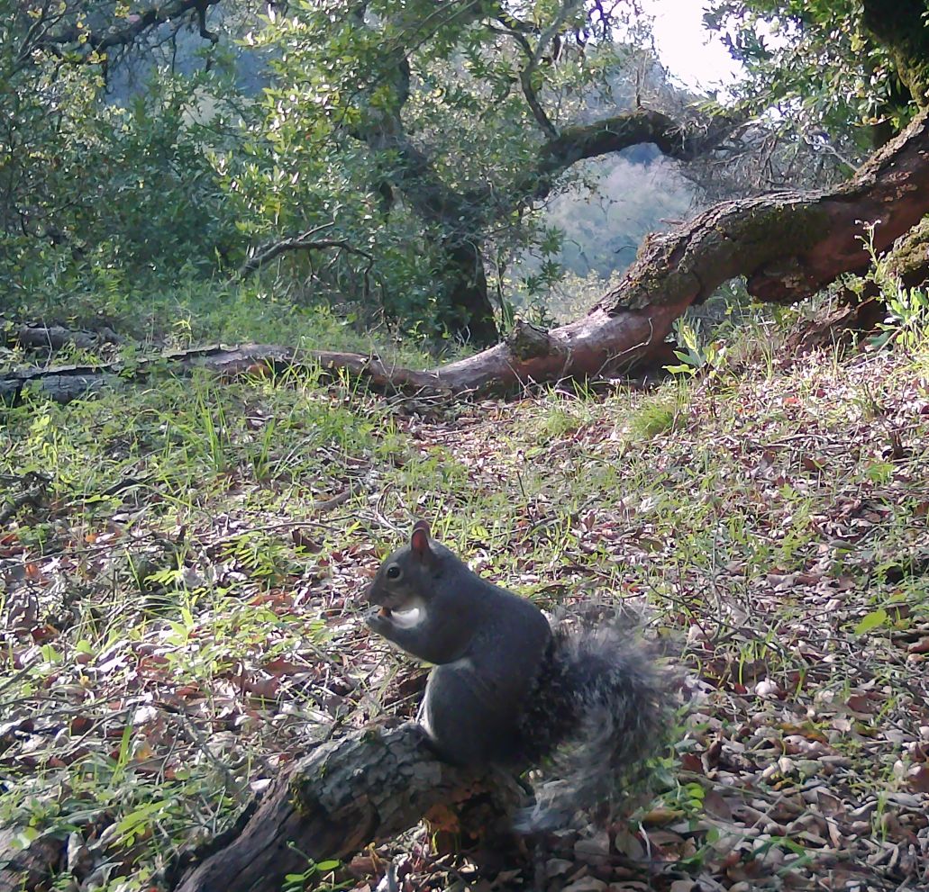 Gray squirrel