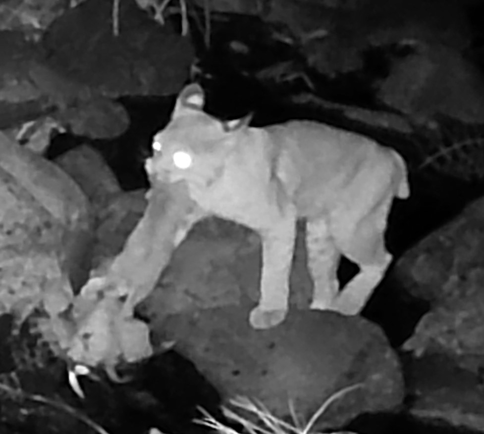 Bobcat carrying a woodrat