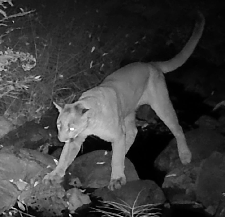 Cougar